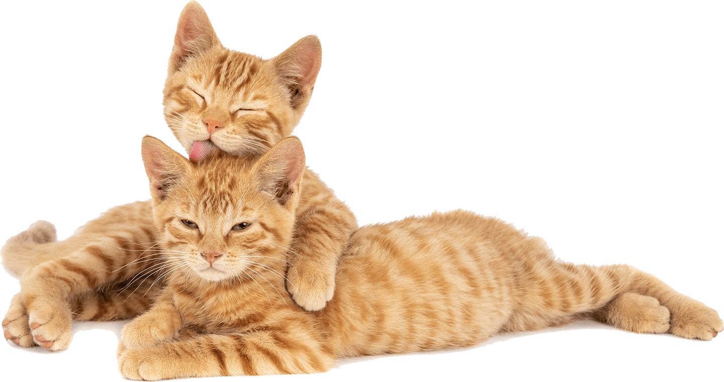 Katzen