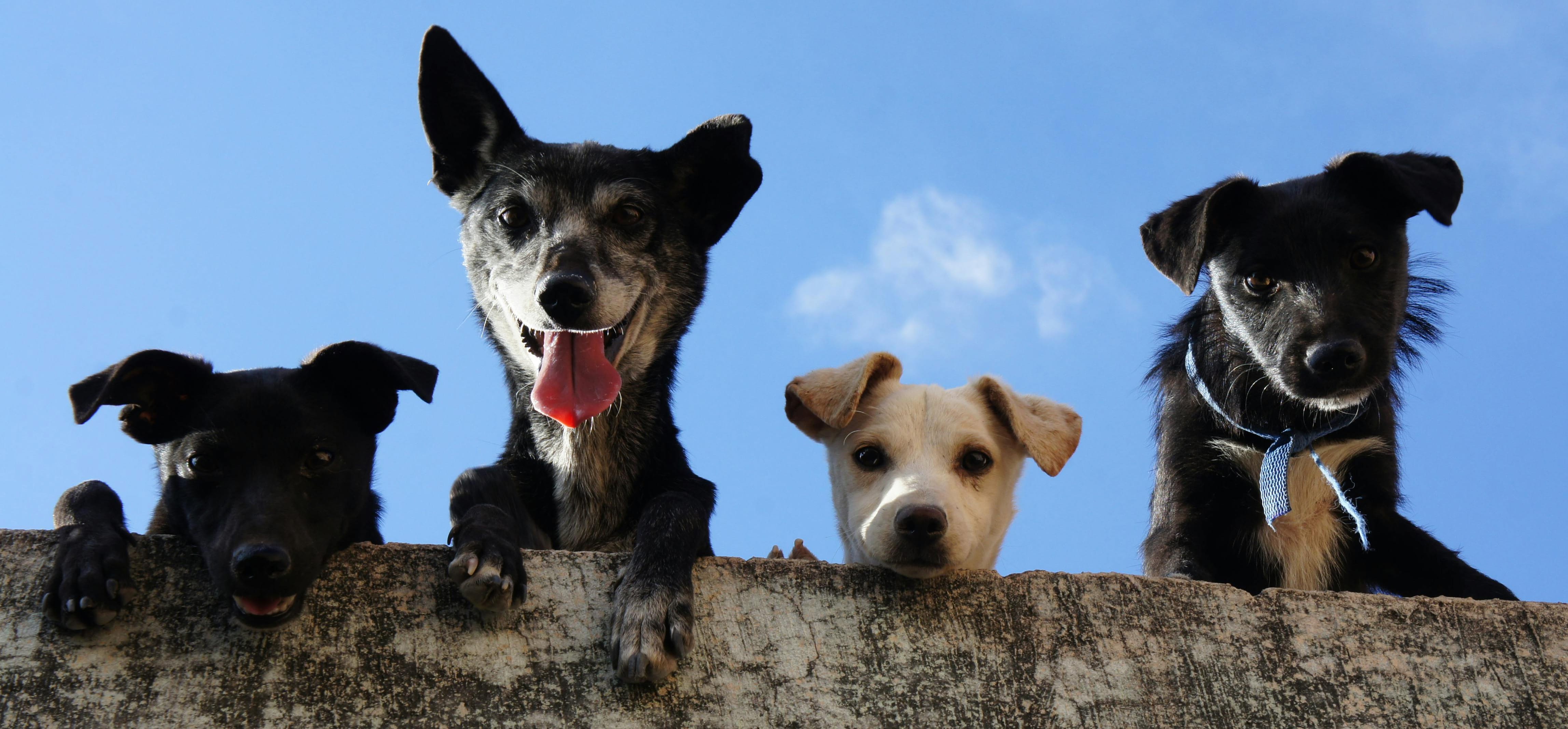 Hunde